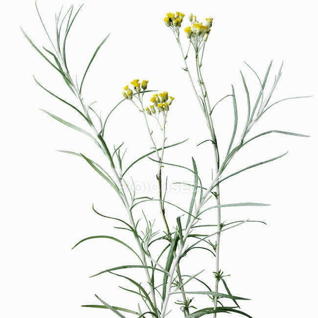 Крупним планом квітконоси з жовтими квітами — стокове фото