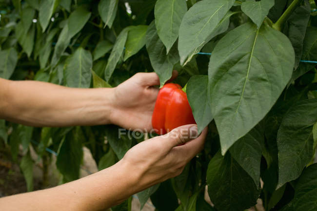 Colpo ritagliato di contadino raccogliendo pepe maturo presso l'azienda agricola biologica — Foto stock