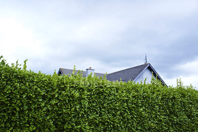 Alto seto verde con casa en el fondo bajo el cielo nublado - foto de stock