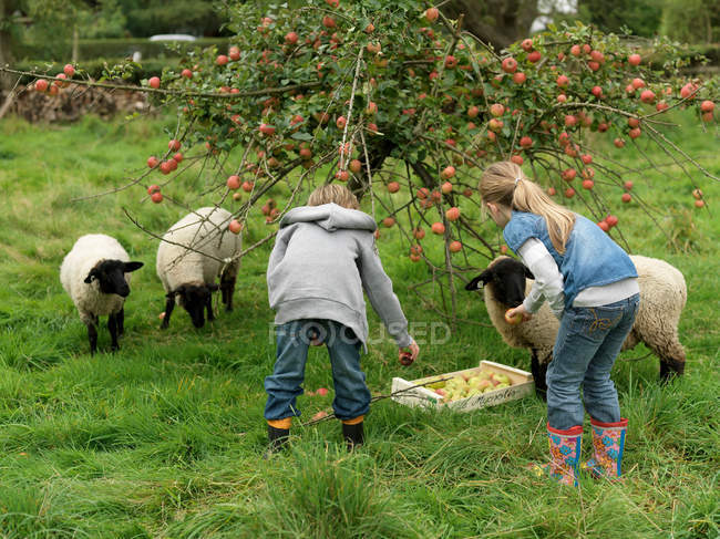 Chica y niño recogiendo manzanas con ovejas - foto de stock