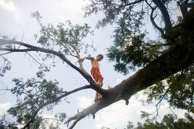 Junge läuft am Ast eines umgestürzten Baumes entlang — Stockfoto
