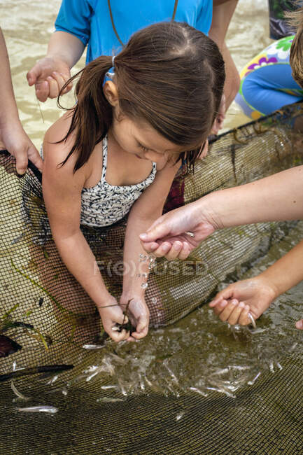 Vista de ángulo alto de la niña recogiendo peces pequeños de la red de pesca, Isla Sanibel, Pine Island Sound, Florida, EE.UU. - foto de stock