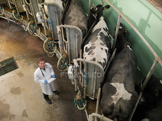 Portrait of vet in rotary milking parlour on dairy farm with cows, high angle — Stock Photo