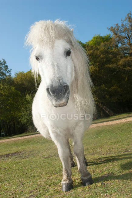 Foresta bianca pony pascolo nel prato — Foto stock