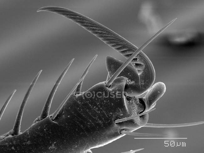 Flea tarsus with scaled rule — Stock Photo