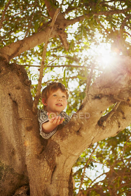 Young boy climbing tree with sun flare — Stock Photo