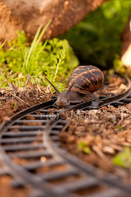 Snail moving along train tracks — Stock Photo