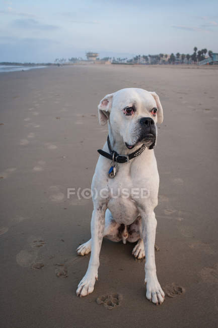 Ritratto di cane pugile bianco seduto su Venice Beach, California, USA — Foto stock