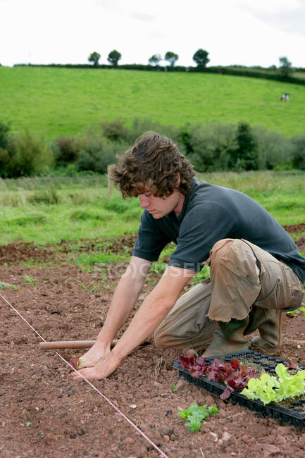 Мальчик-подросток сажает органический салат — стоковое фото