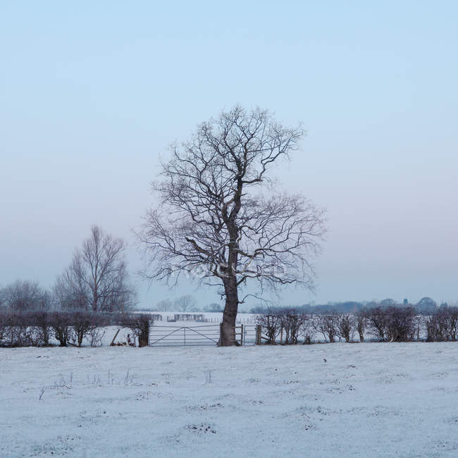 Árbol desnudo en campo de invierno - foto de stock