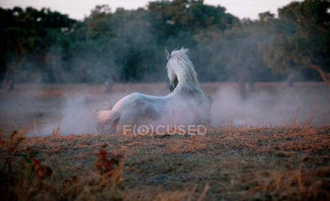 Passeggiate a cavallo in un prato nebbioso — Foto stock
