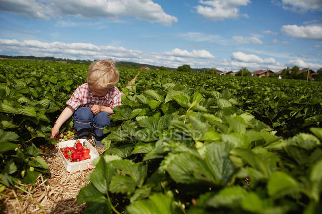 Niño recogiendo fresas en el campo - foto de stock