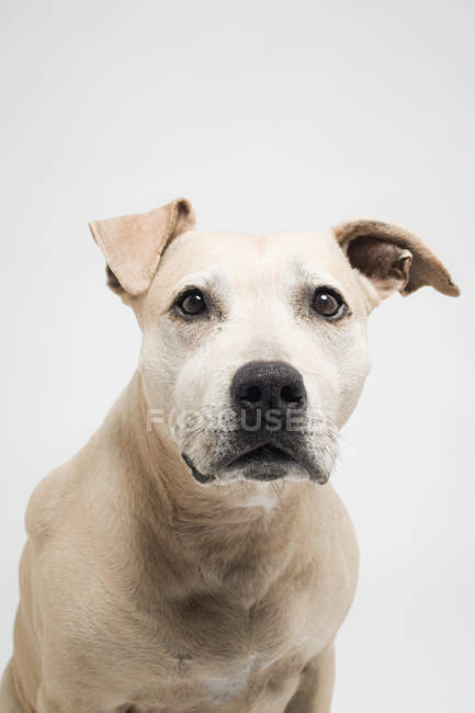 Primer plano de pitbull terrier - foto de stock