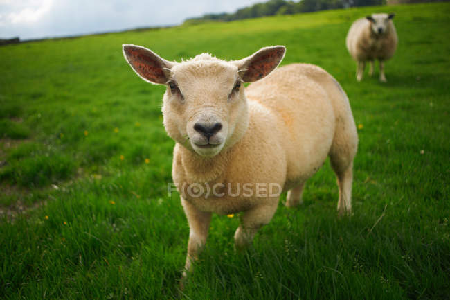 Moutons dans le domaine rural — Photo de stock