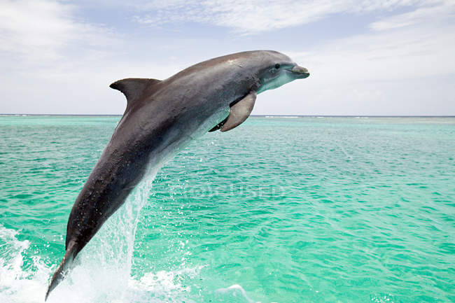Прыгающий с моря дельфин — стоковое фото