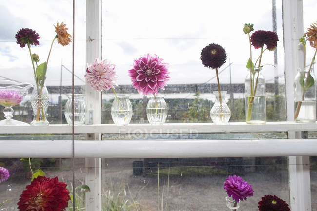 Pequeños jarrones de flores moradas - foto de stock