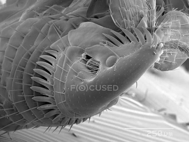 Flea with scaled rule — Stock Photo