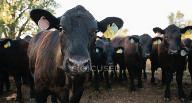 Flock of cow calves with number tags in ears — Stock Photo