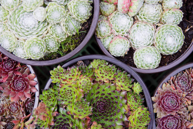 Elevated view of Cacti in pots — Stock Photo