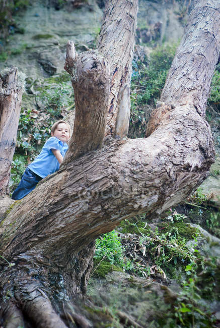 Menino escalando árvore nua na floresta — Fotografia de Stock