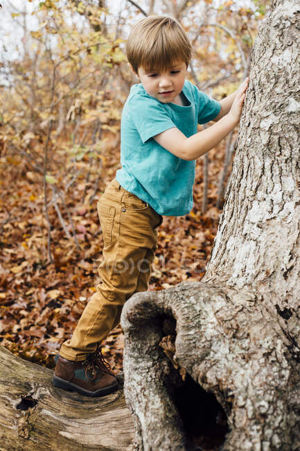 Jeune garçon en forêt, grimpant à l'arbre — Photo de stock
