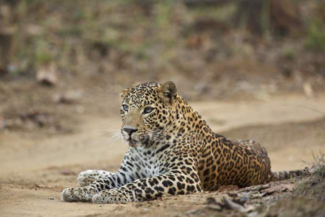 Leopardo en el Parque Nacional Satpura - foto de stock