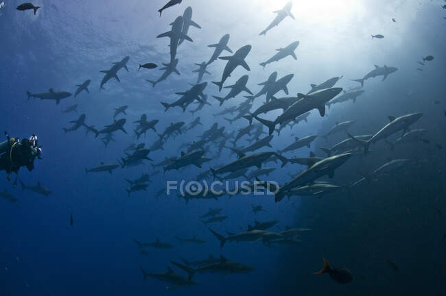 Plongeur approchant un grand banc de requins soyeux (Carcharhinus falciformis), Roca Partida, Revillagigedo, Mexique — Photo de stock