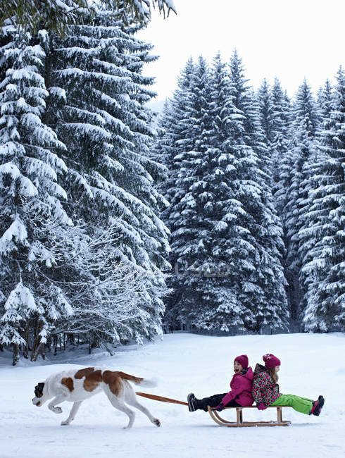 Собака тянет детей на санях в снегу — стоковое фото