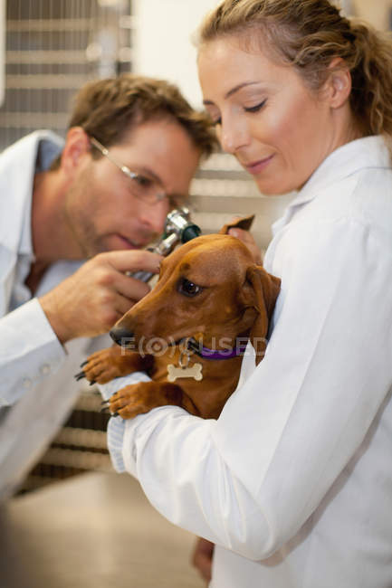 Veterinarians examining dog in kennel — Stock Photo