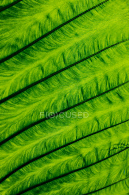Veins detail in leaf — Stock Photo