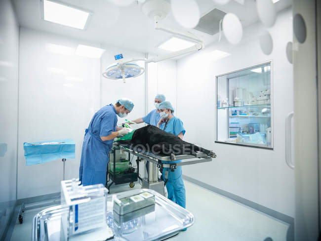 Vets wearing surgical scrubs in veterinary operating theatre, dog on operating table — Stock Photo