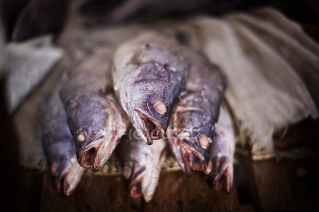 Close up de peixe para venda — Fotografia de Stock