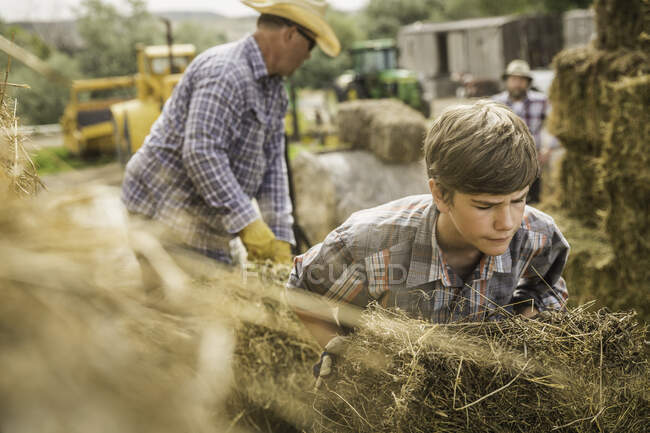 Зрелые мужчины и мальчик на ферме перевозят тюки сена — стоковое фото