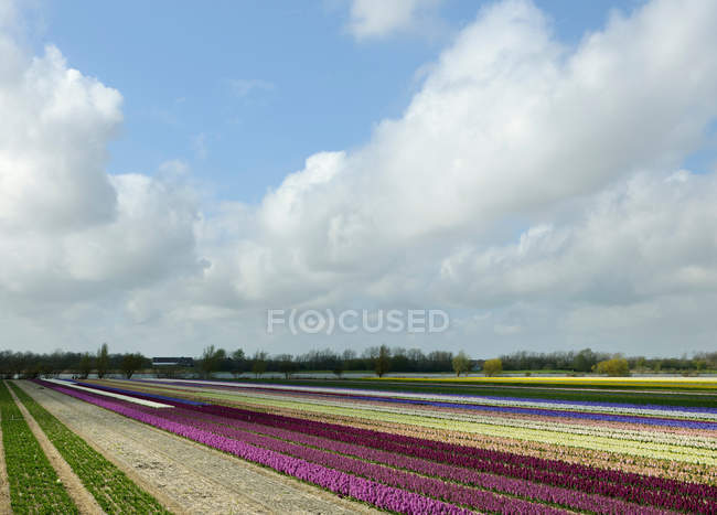 Culturas de flores na paisagem — Fotografia de Stock