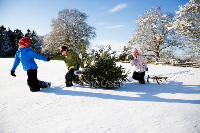 Children pulling Christmas tree in snow — Stock Photo