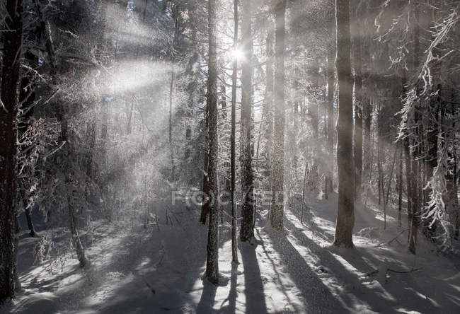 Sole che splende tra gli alberi — Foto stock