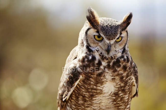 Portrait of great horned owl perched outdoors, Arizona, USA — Stock Photo