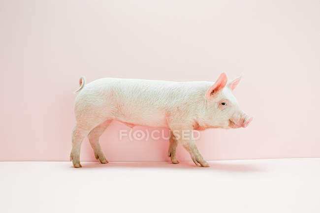 Piglet in pink studio — Stock Photo