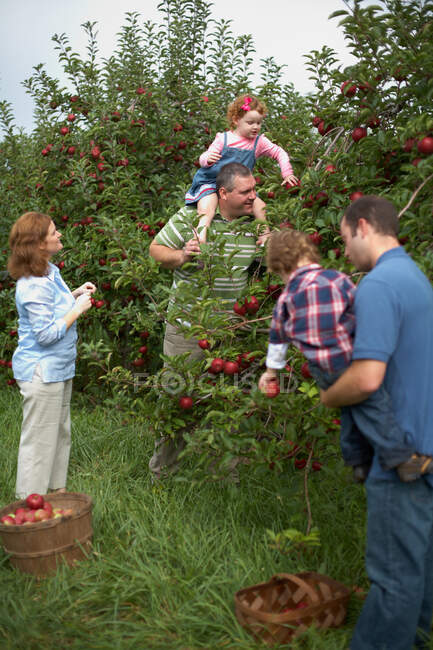Family picking apples in orchard — Stock Photo