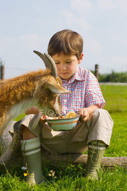 Ein Junge füttert Ziege — Stockfoto