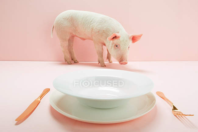 Piglet near empty plate — Stock Photo