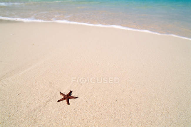 Морська зірка на піщаному узбережжі — Stock Photo