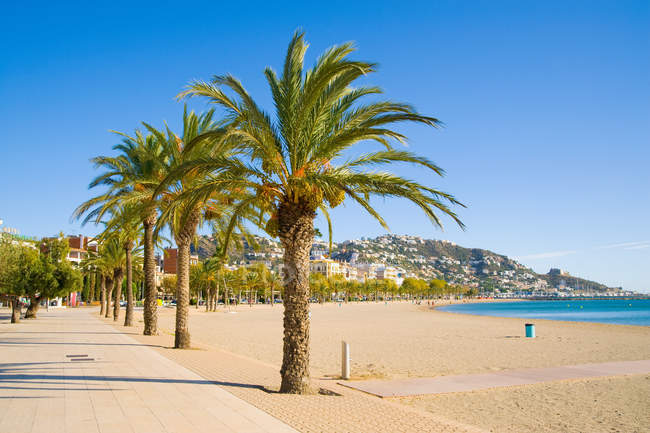 Árvores palmeiras na praia — Fotografia de Stock
