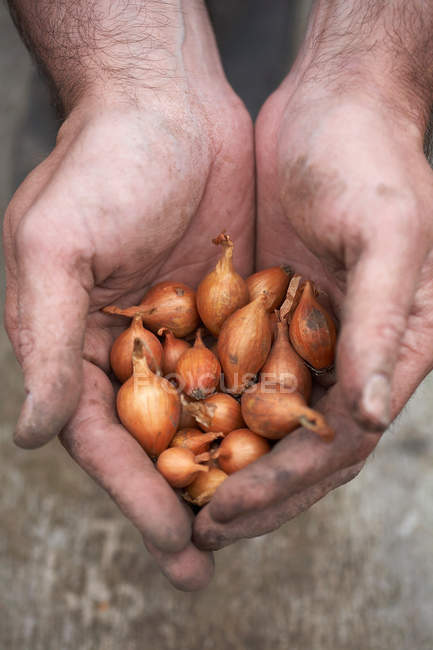 Baby Zwiebeln in menschlichen Händen — Stockfoto