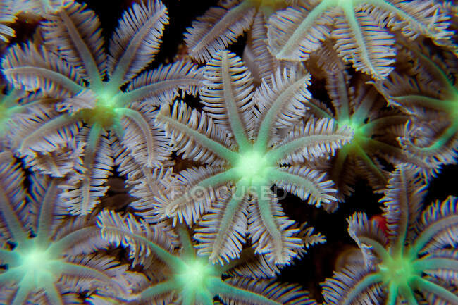 Підводний вид на скупчення яскравих квіткових м'яких коралів — стокове фото