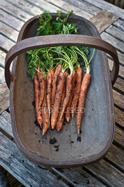 Корзина свежей моркови — стоковое фото