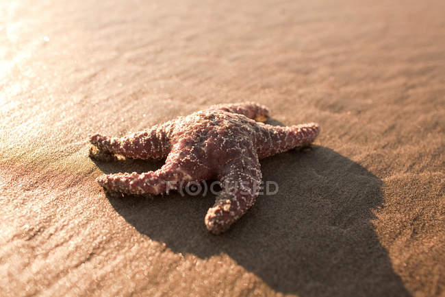 Starfish on sandy beach — Stock Photo