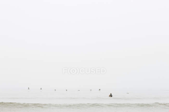 Aves marinhas e surfistas no mar — Fotografia de Stock