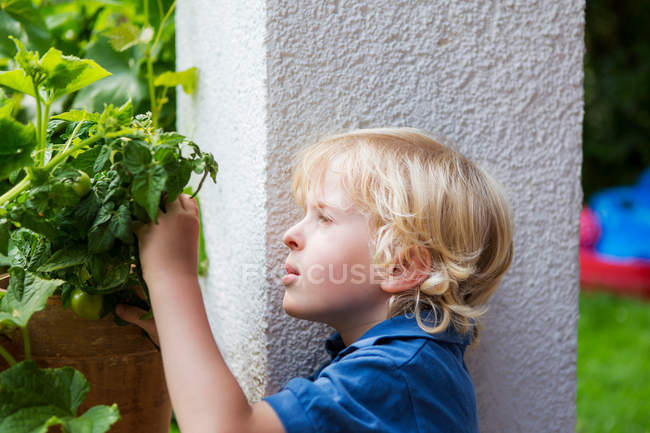 Rapaz examinando plantas ao ar livre — Fotografia de Stock