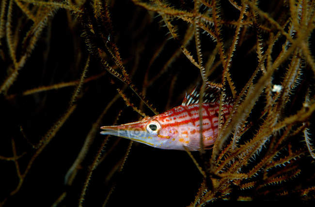 Hidden hawkfish between seaweeds in water — Stock Photo